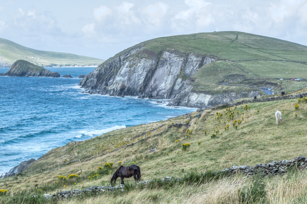 Horses at Dingle Peninsula Ireland Aug 2013
