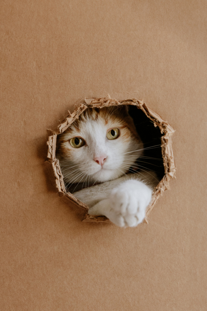This is a close-up color photograph of a cat peeking through a torn hole in a cardboard surface. Its face fills the opening, with one paw reaching forward toward the viewer. The soft textures of the fur contrast with the rough, jagged edges of the cardboard.