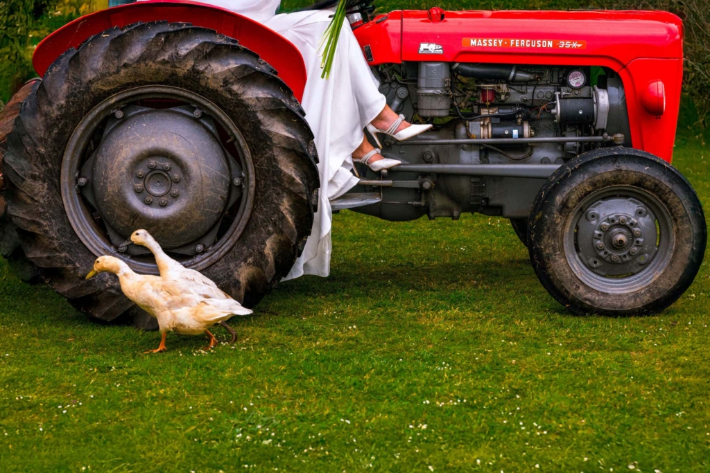 A bright red vintage tractor fills the frame, with only the lower half of a bride visible as she sits on it in a white dress and heels, holding a bouquet. Two white ducks walk across the grass in front of the large back wheel, adding a playful countryside detail.