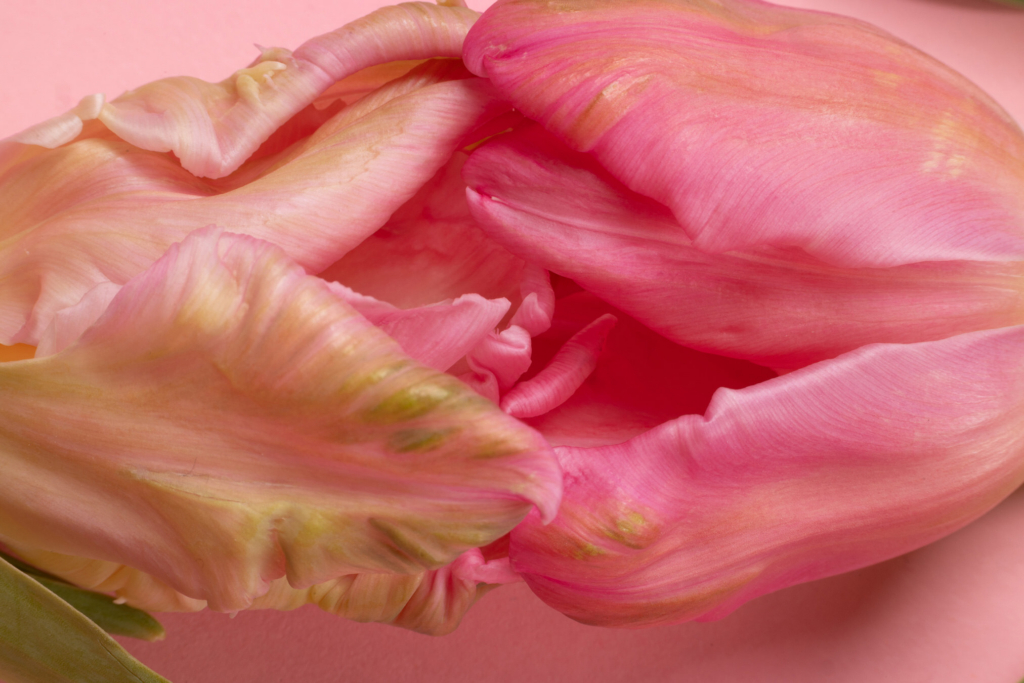 Macro floral study with soft pink petals, organic folds, and sensual abstract composition.