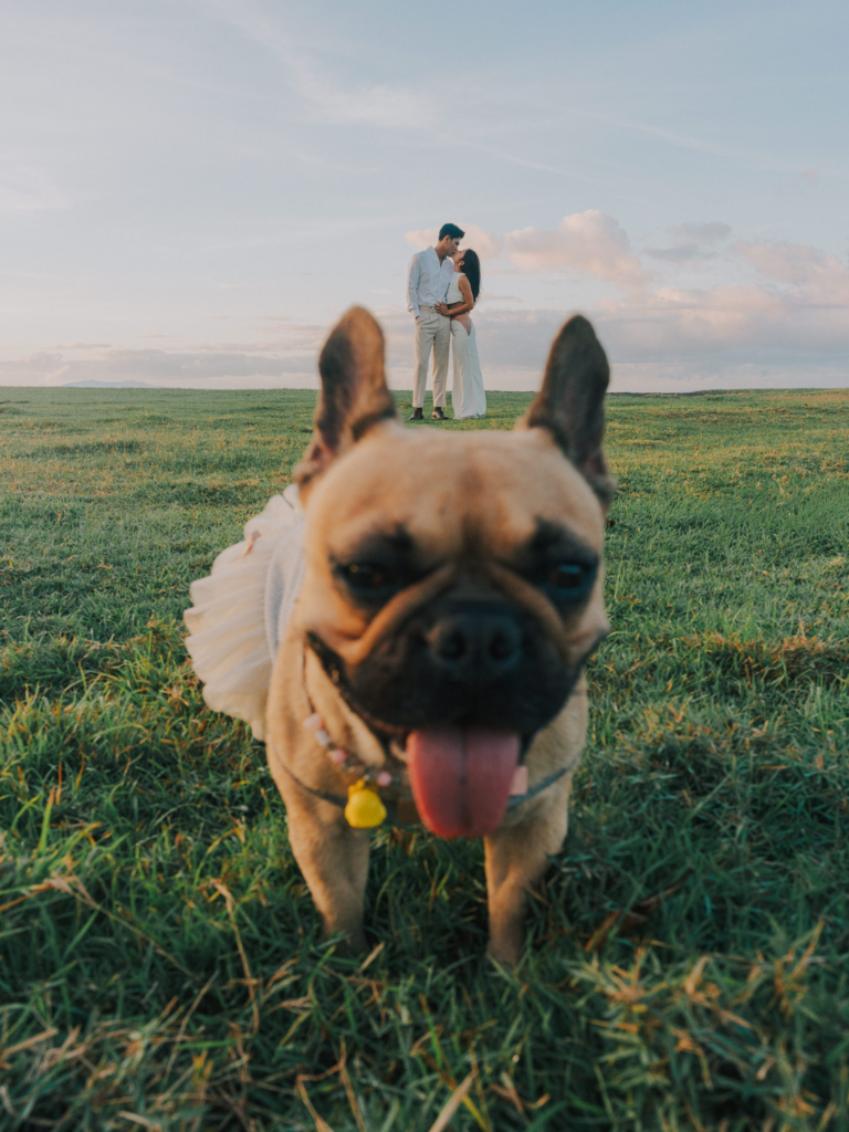 A small French bulldog stands in the foreground of a grassy field, looking directly toward the camera with its tongue out and wearing a light-colored outfit. In the distance, a couple embraces beneath a soft evening sky, while warm natural light and the playful perspective create a joyful and lighthearted atmosphere.